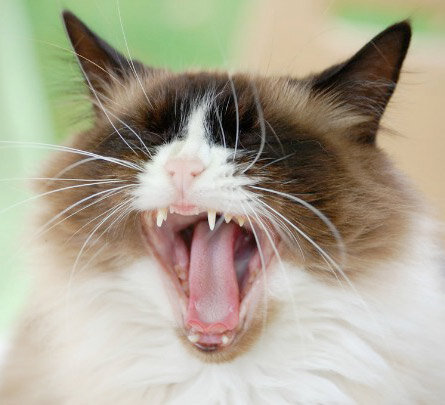 Почему коты и кошки чихают