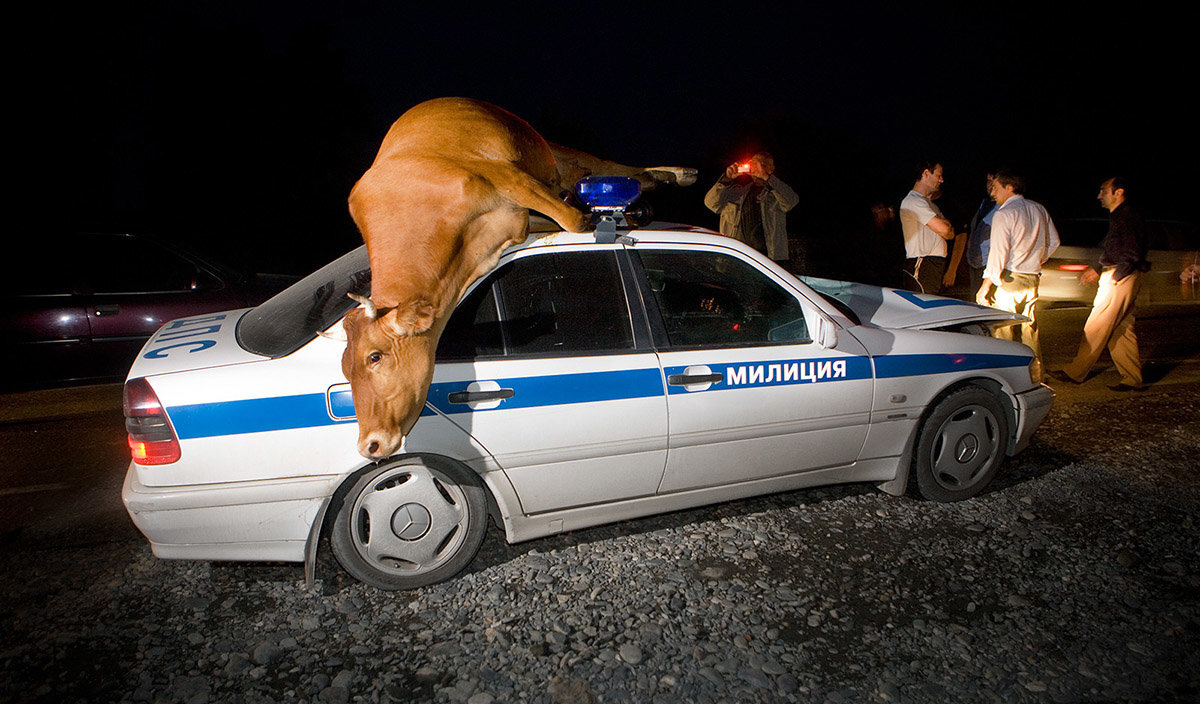 Молока принесла...