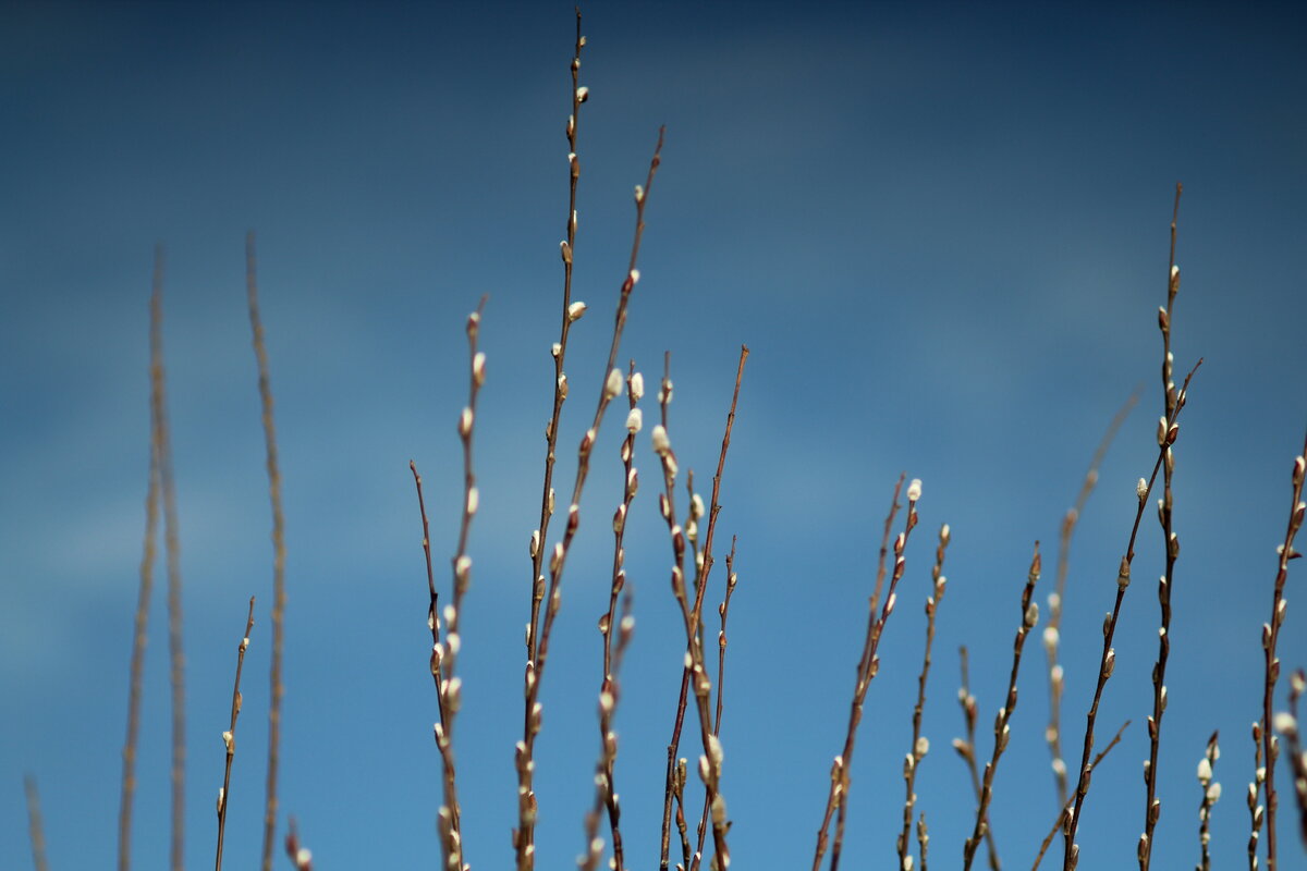 Не замечал на примерах фотографий других владельцев Юпитера этого эффекта, но у моего экземпляра есть характерное затемнение по верхней кромке кадра, даже с убранной блендой (она у него встроенная).