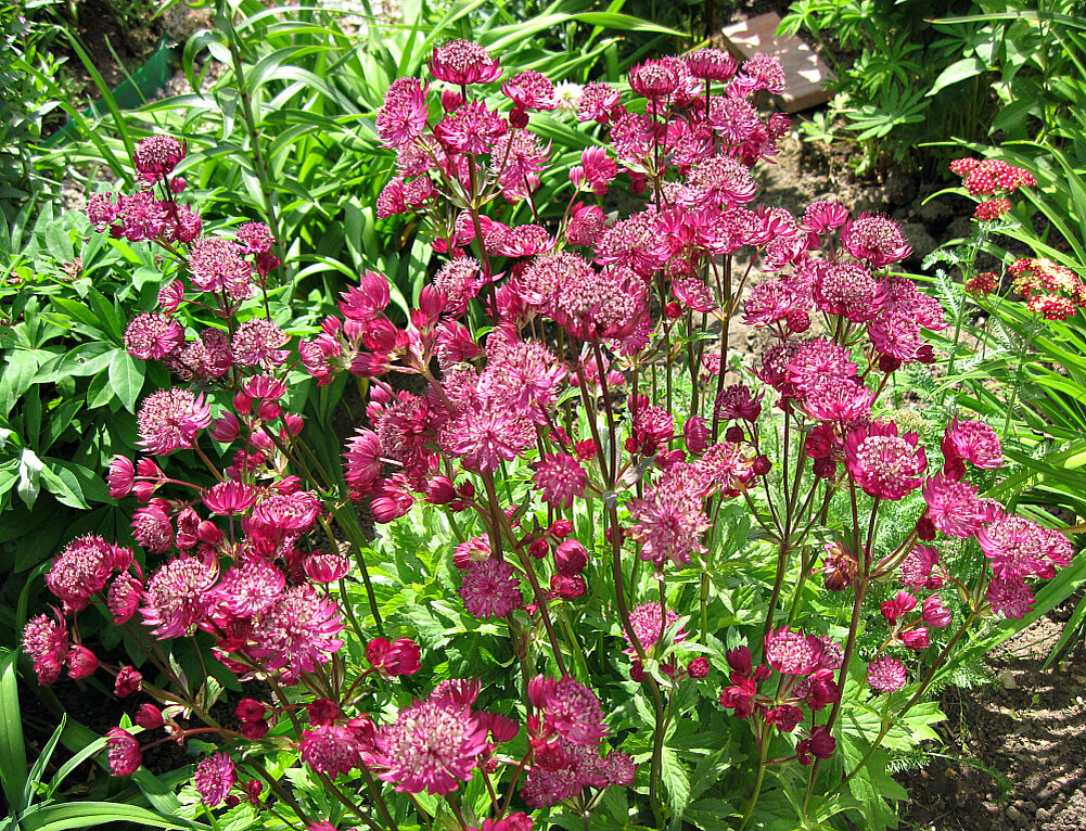 Астранция фото. Астранция карниольская Рубра. Астранция Astrantia Major rubra. Астранция карниольская 