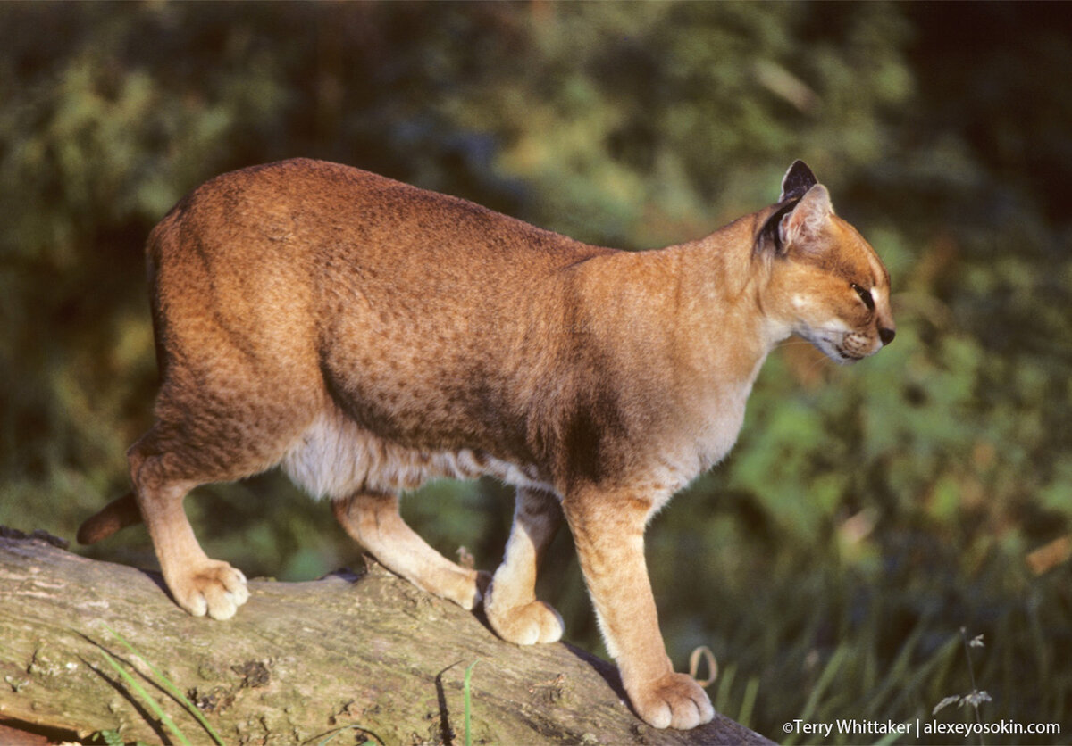 Золотая кошка. Золотая кошка (profelis aurata). Кошка золотистая Африканская. Золотая Пума кошка. Азиатская Золотая кошка.