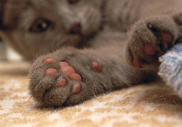 Мягкие подушечки лап