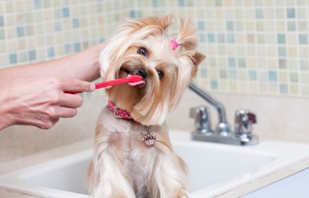 (Чистка зубов. Источник: kotsobaka.com)