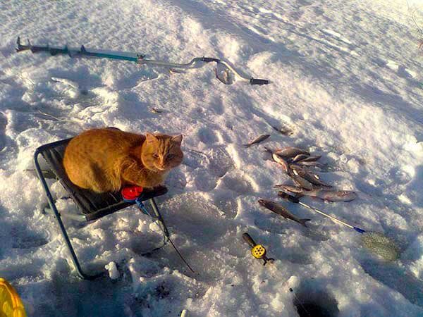 Источник картинки: www.viktor-andreev.ru