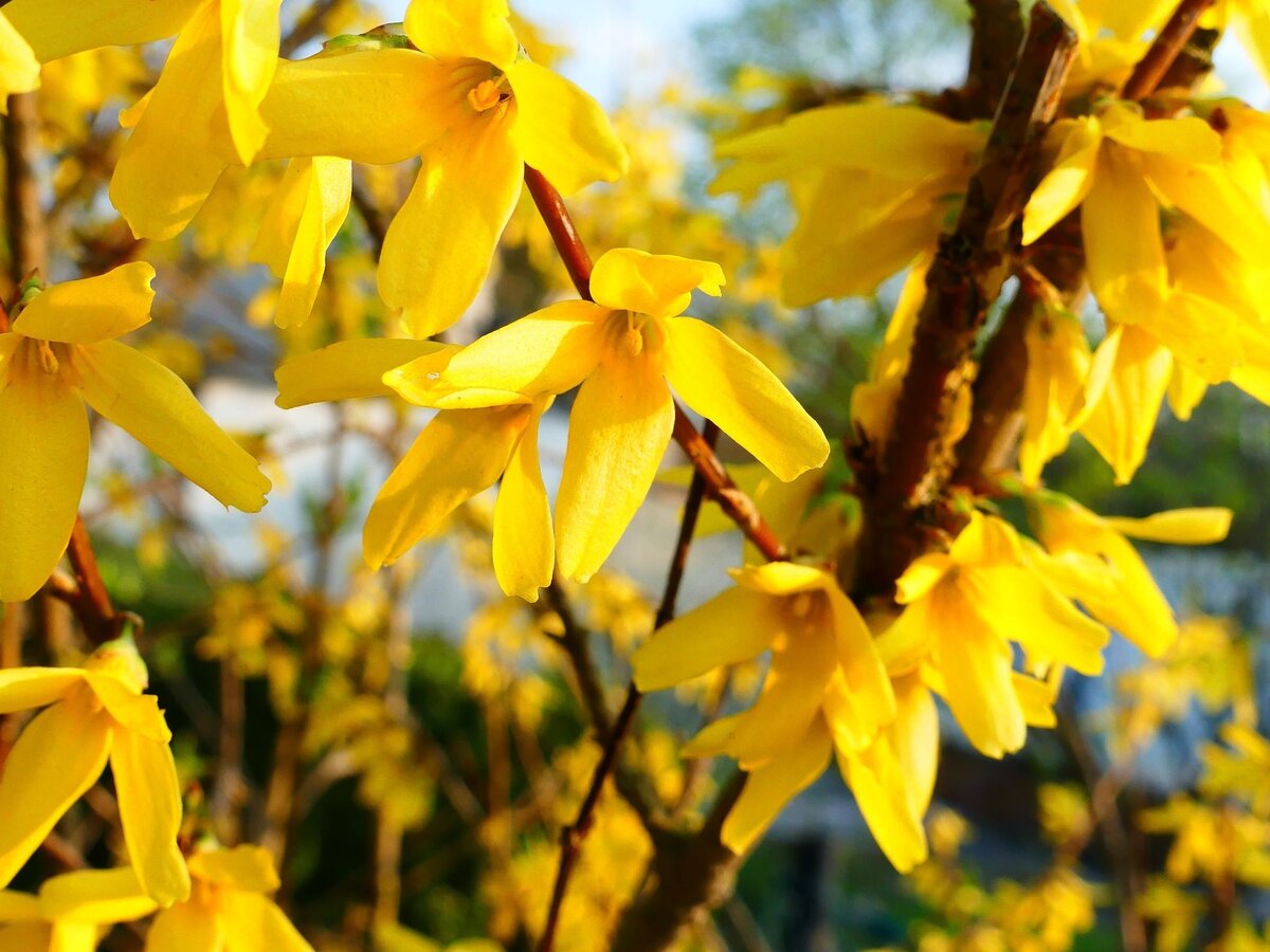 Кусты цветут весной желтым цветом. Желтый кустарник форзиция. Форзиция Медоуларк. Форзиция Голдрауш. Форзиция (форсайтия).