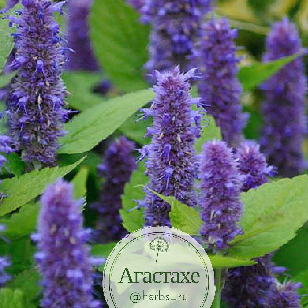 Лофант (Агастахе)