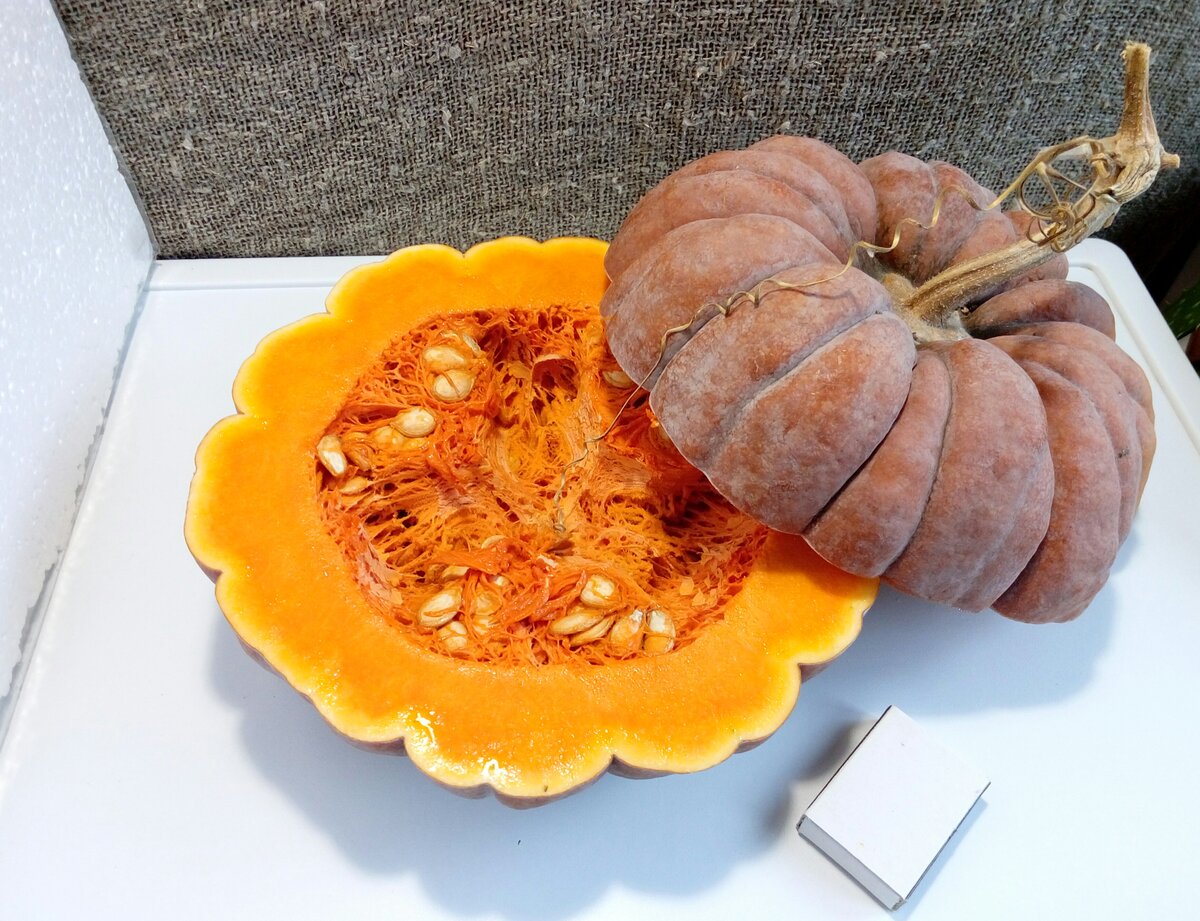 Мускатная тыква (Cucurbita moschata)