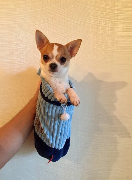 Просто Куки в Новогоднем мешке.