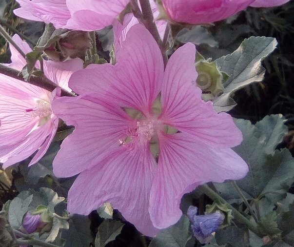 Автор фото: Максим Вишневский 