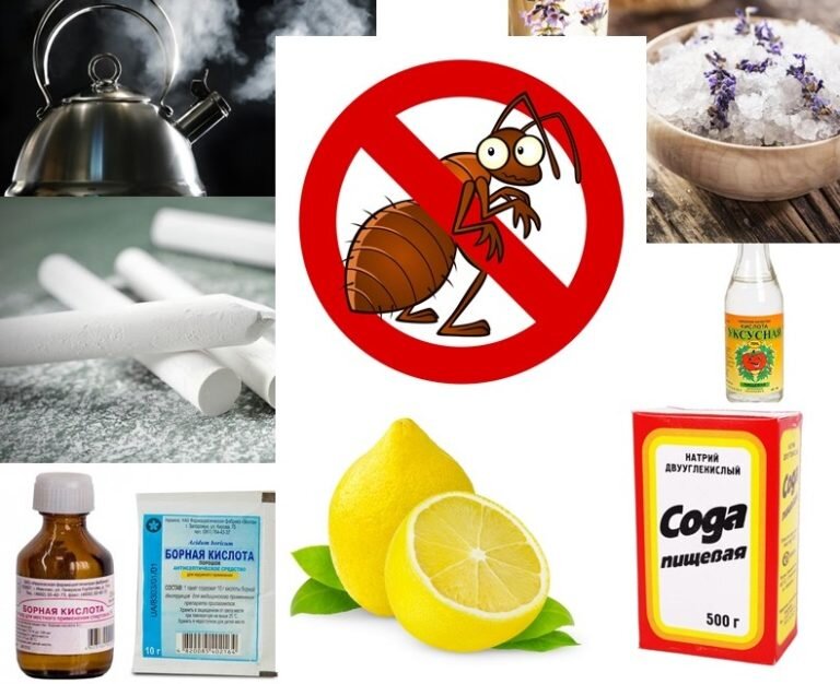 Чего боятся муравьи?!