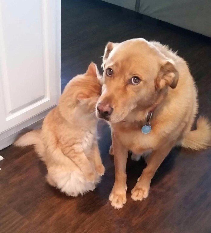 У них такой виноватый вид, интересно было бы узнать, что же такого они сотворили?