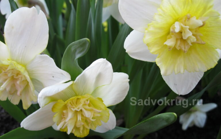 Ароматные и нежные нарциссы