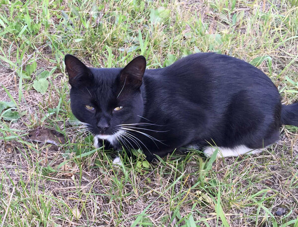  Кошки являются носителями «желудочных» (H. bizzozeronii, H. canis, H. felis, H. heilmannii, H. pylori и др.) и «энтерогепатических» видов хеликобактера (H. cinaedi, H. marmotae и др.)
      