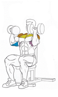 Это  упражнение уже стало классикой в бодибилдинге. Его эффективность не  вызывает сомнений. Как уже стало понятно из названия, этот тренинг  входил в обязательную тренировку Арнольда Шварценеггера, об успехах  которого в построении рельефного и красивого тела знает абсолютно любой,  даже далекий от мира спорта человек.