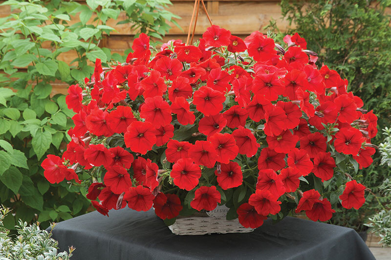 http://www.takii.com/wp-content/uploads/2016/07/Petunia-F1-Opera-Supreme-Red-800x533.jpg