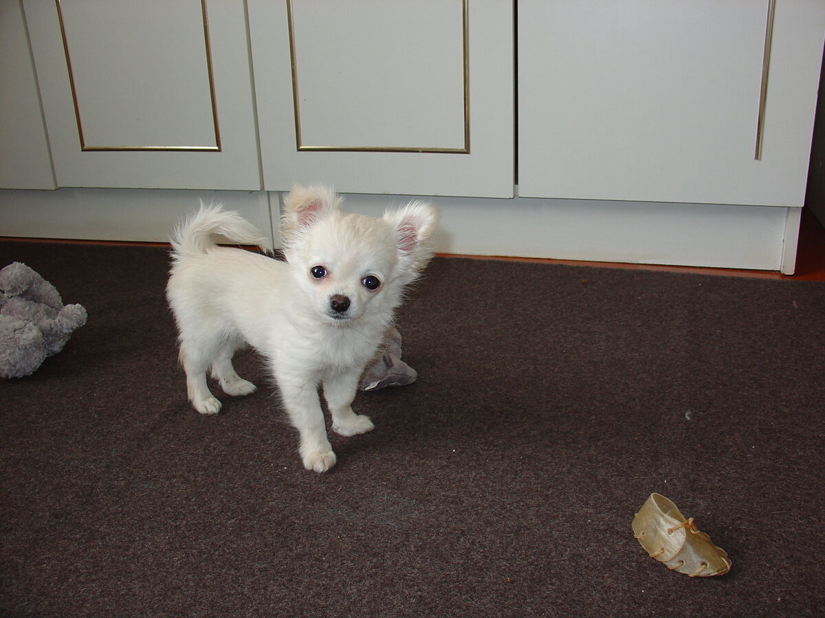 Проше 2 мес, играет