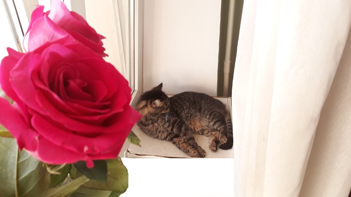 Мой старший котосынка Феликс. Из личного архива
