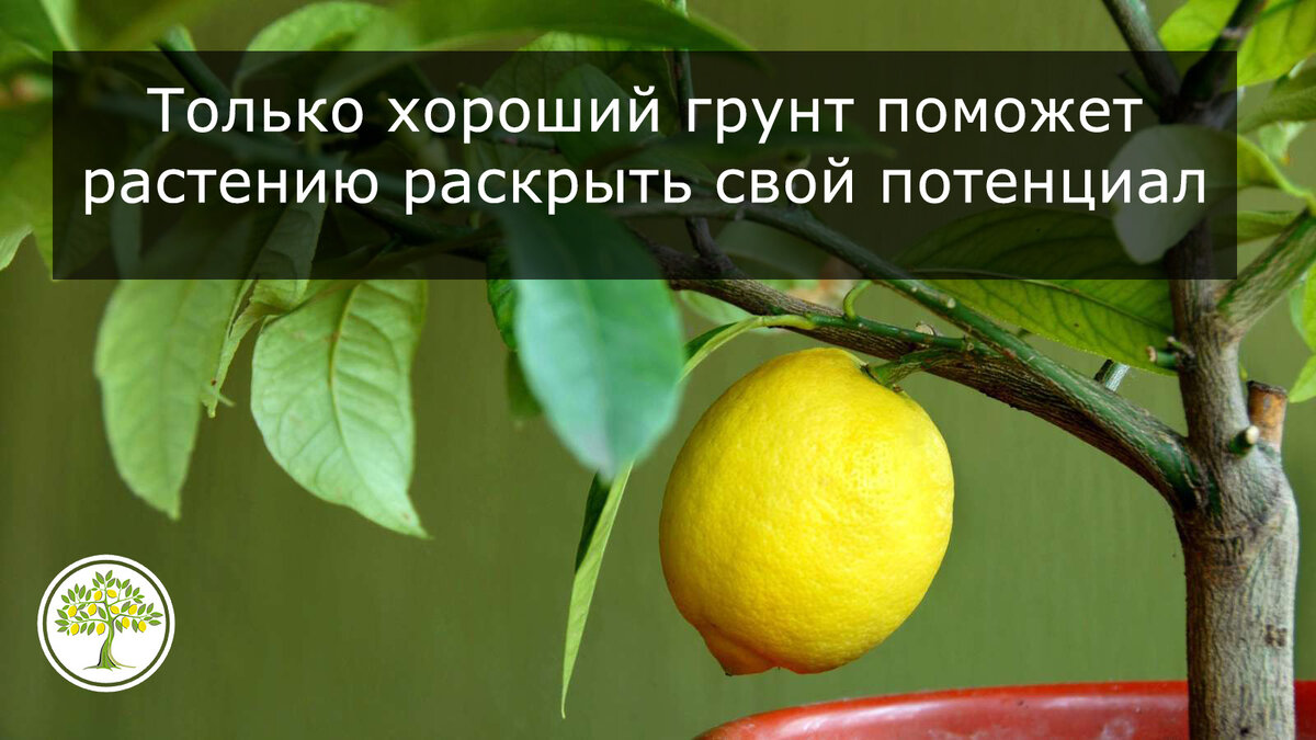 Земля для комнатного лимона. Купить или сделать самому? Читаем как. | Павловский  лимон | Дзен