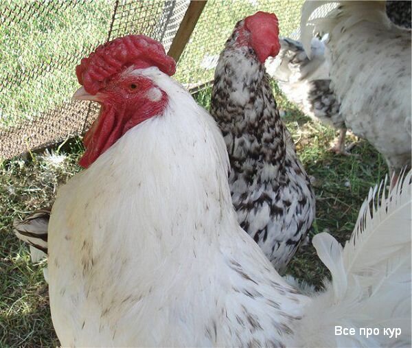 Популярность пушкинских кур в России