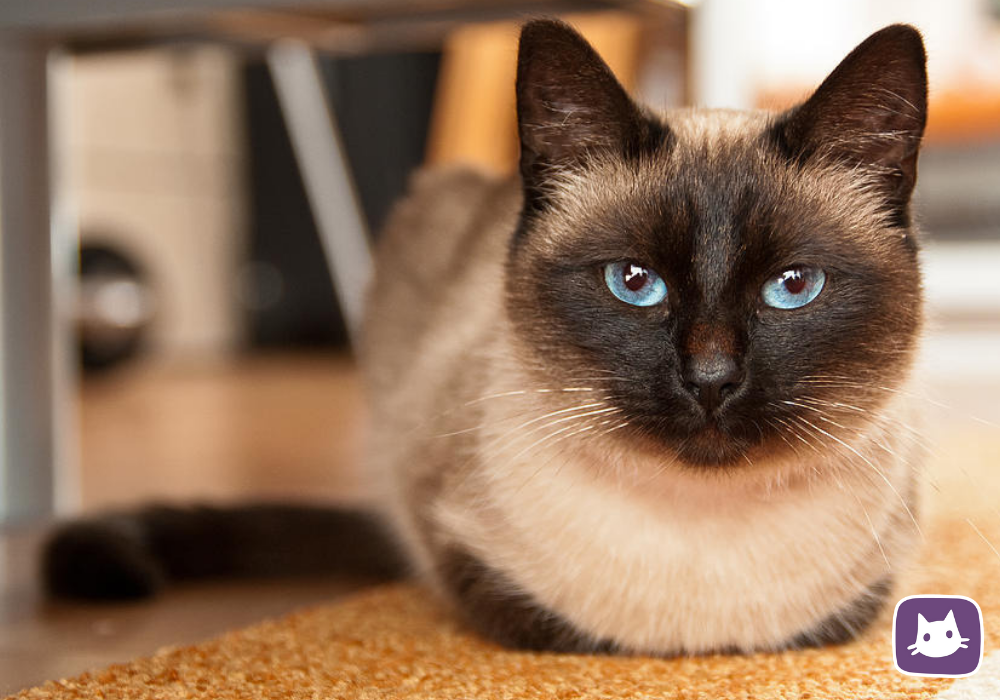 Кошка мейн кун. Много котиков цветная картинка. Как будет выглядеть кот. Как будет выглядеть кот. Оцикет метис.