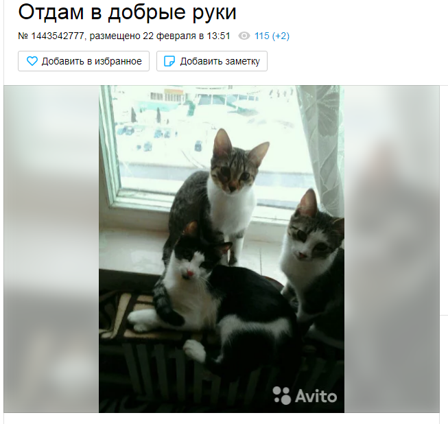 объявление на авито отдам в добрые руки