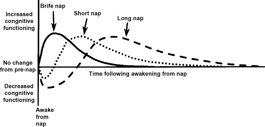 Влияние дневного сна на когнитивные функции: чем короче сон, тем меньше положительных эффектов и быстрее они заканчиваются (но нет и побочных), чем дольше спите — тем дольше эффект, но и вялость.