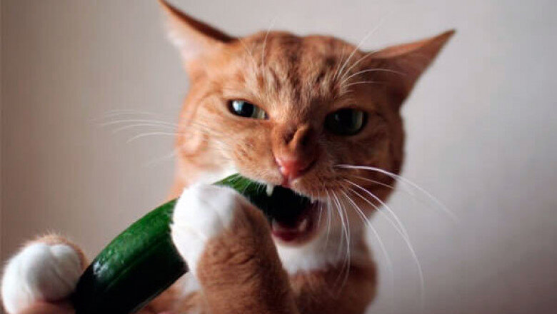 Кошка и огурец