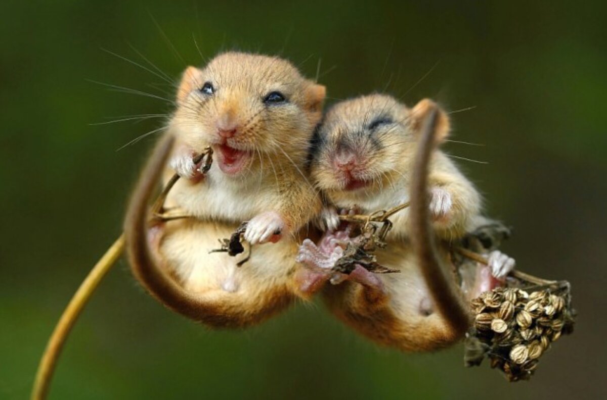 Изображение взято с сайта yandex.com