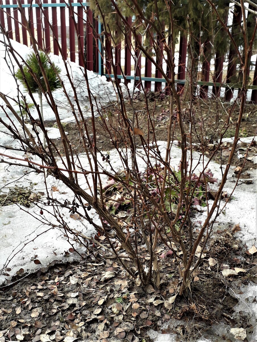 Барбарис Тунберга Red Pillar, весна 2019 года, фото автора