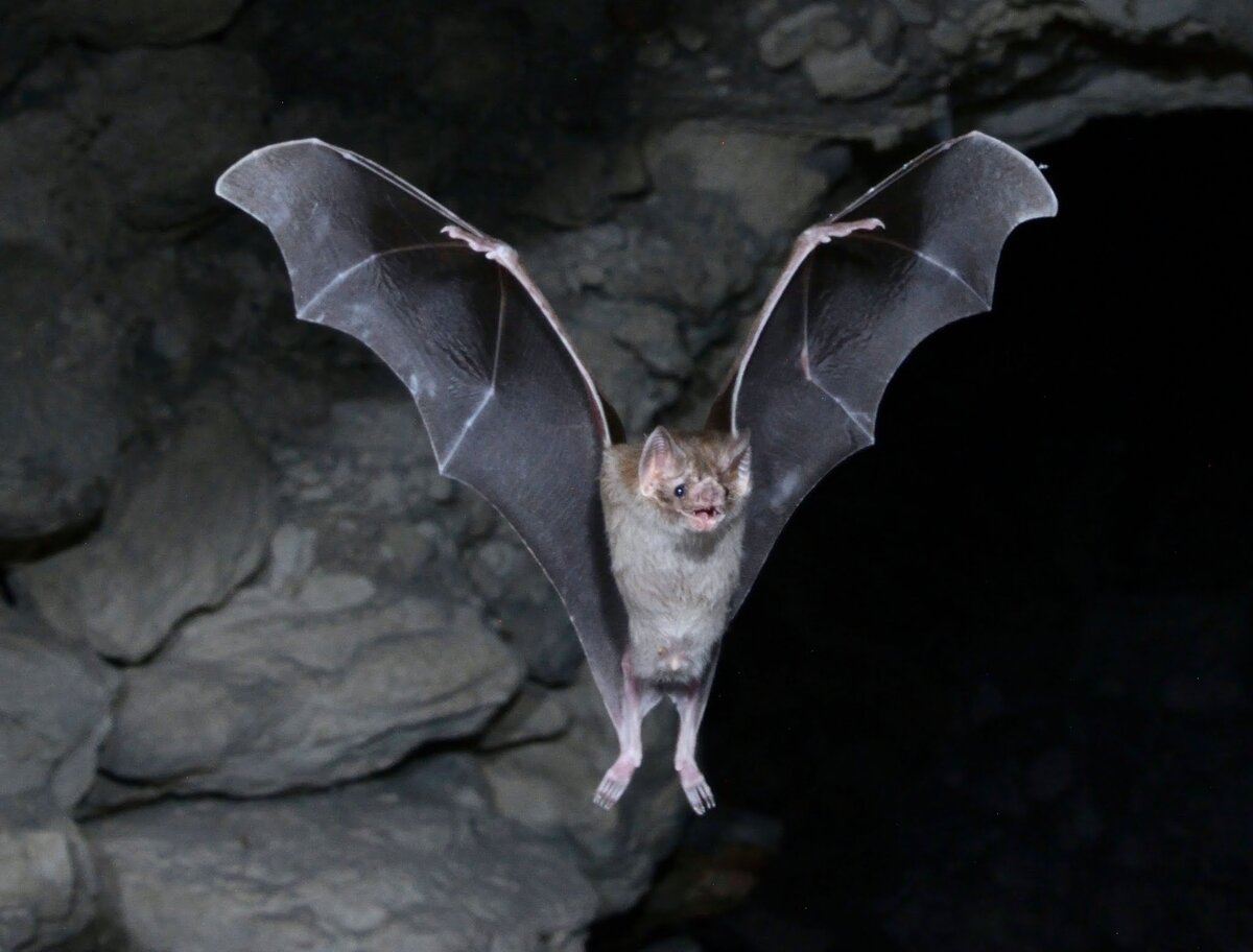 Такая вот интересная природная закономерность, подтверждённая научным путём, была выявлена у летучих мышей. 