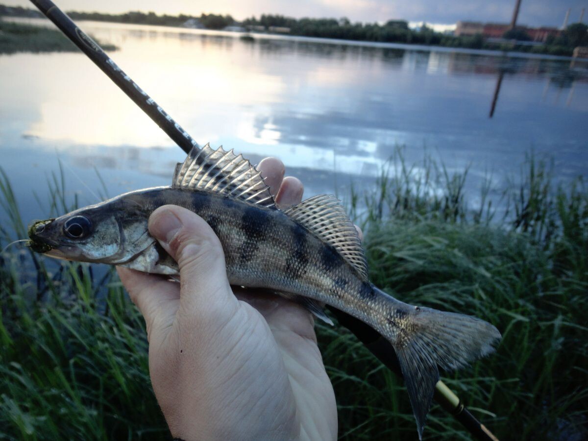 На фото рыбки, те что покрупнее. А кроме них еще было с десяток помельче и парочка таких же.
