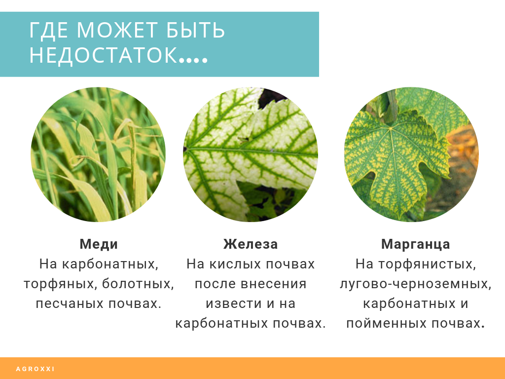 Как выглядят листья при нехватке микроэлементов