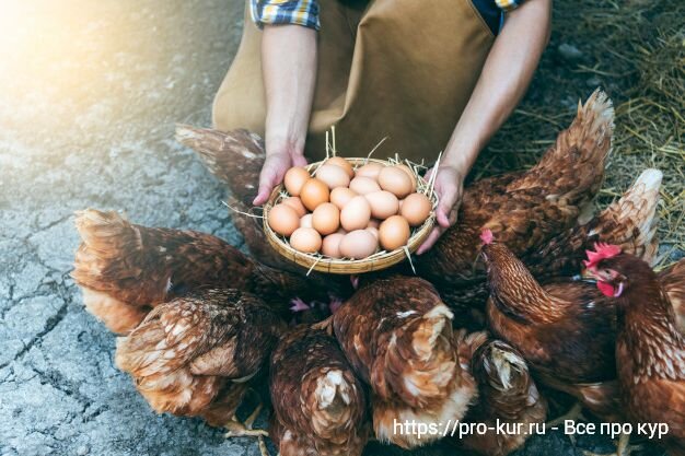 Содержание кур несушек: советы профессионалов