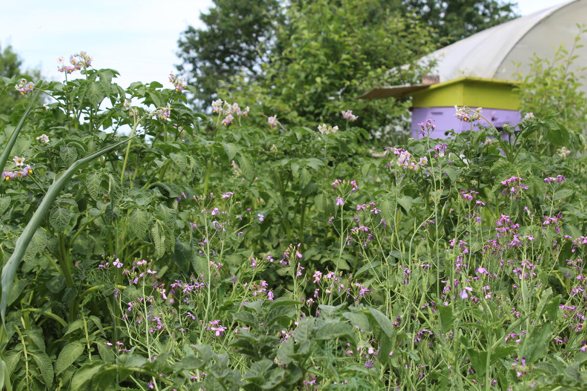 Редька зацвела.