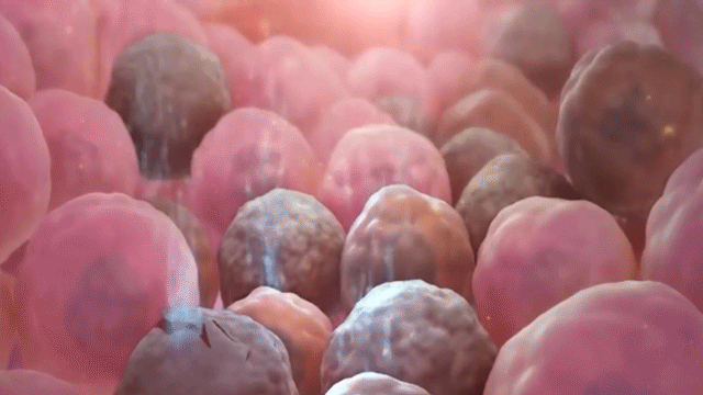 Стволовые клетки