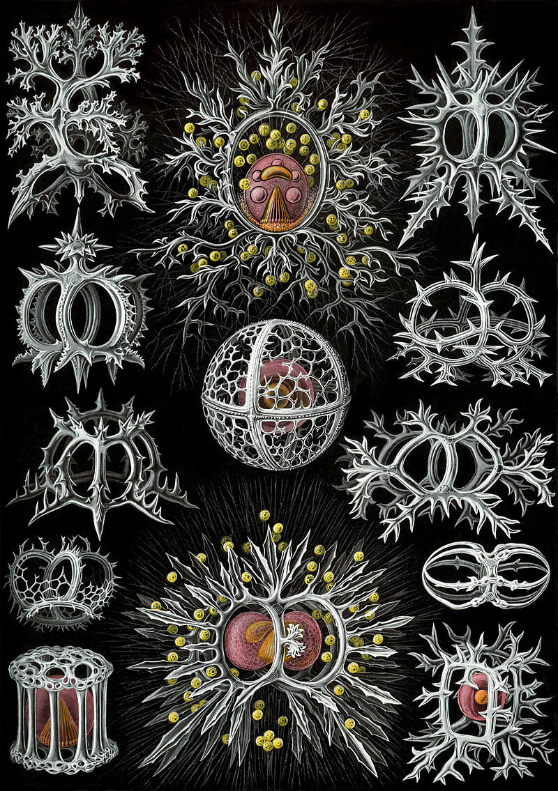 Haeckel, Stephoideа