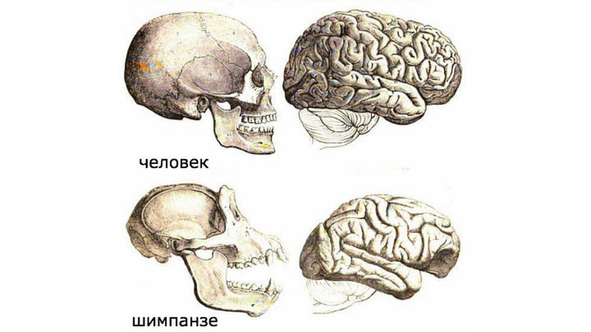 Череп позвоночник и таз человека