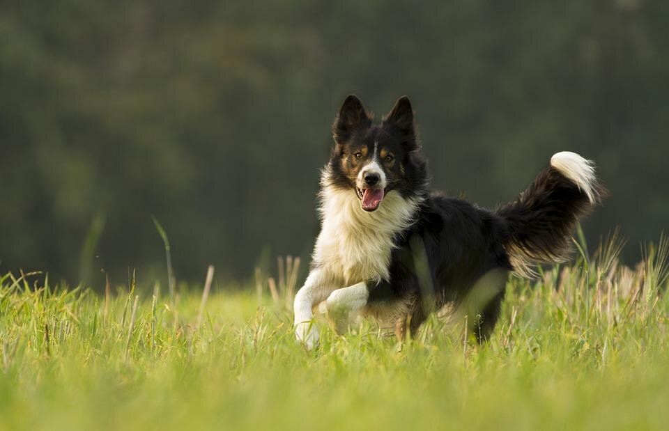 Лучшие породы собак для любителей активного отдыха и путешествий | ZOO  CHANNEL | Дзен