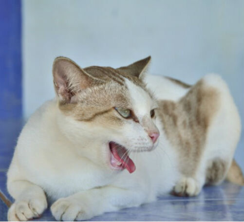 Почему кошка кашляет | Лапа помощи | Дзен