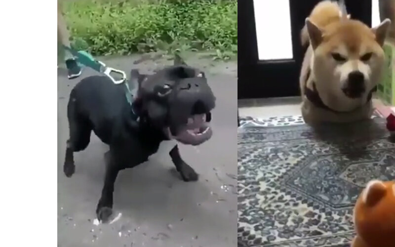 Смешные видео.