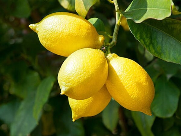 Почему возникает желание есть лимон: причины и эффекты