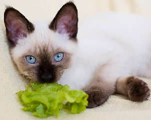 [caption id="attachment_6293" align="alignleft" width="302"] Меню для кошки[/caption]