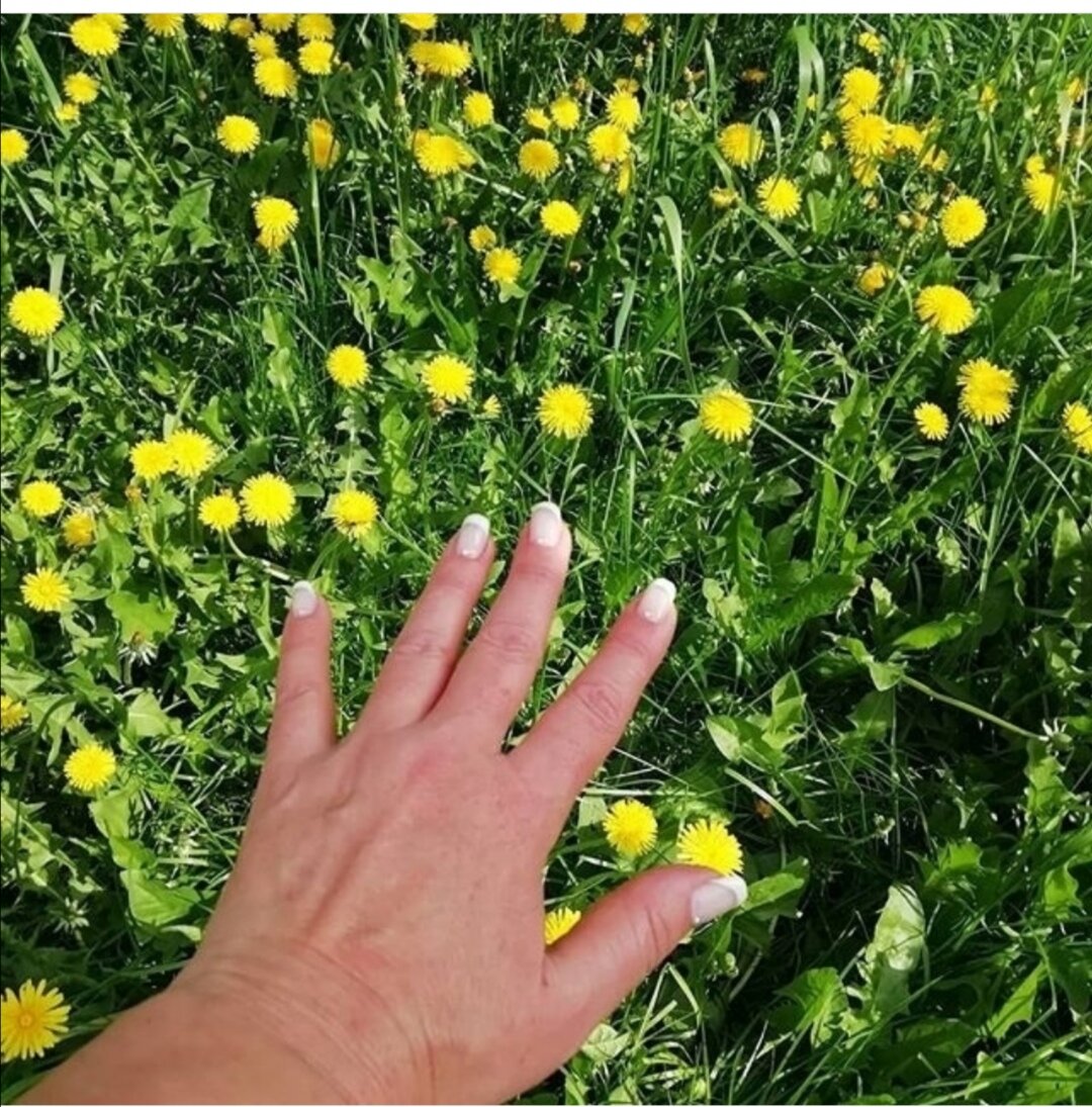 Цветок солнце возле моего дома.