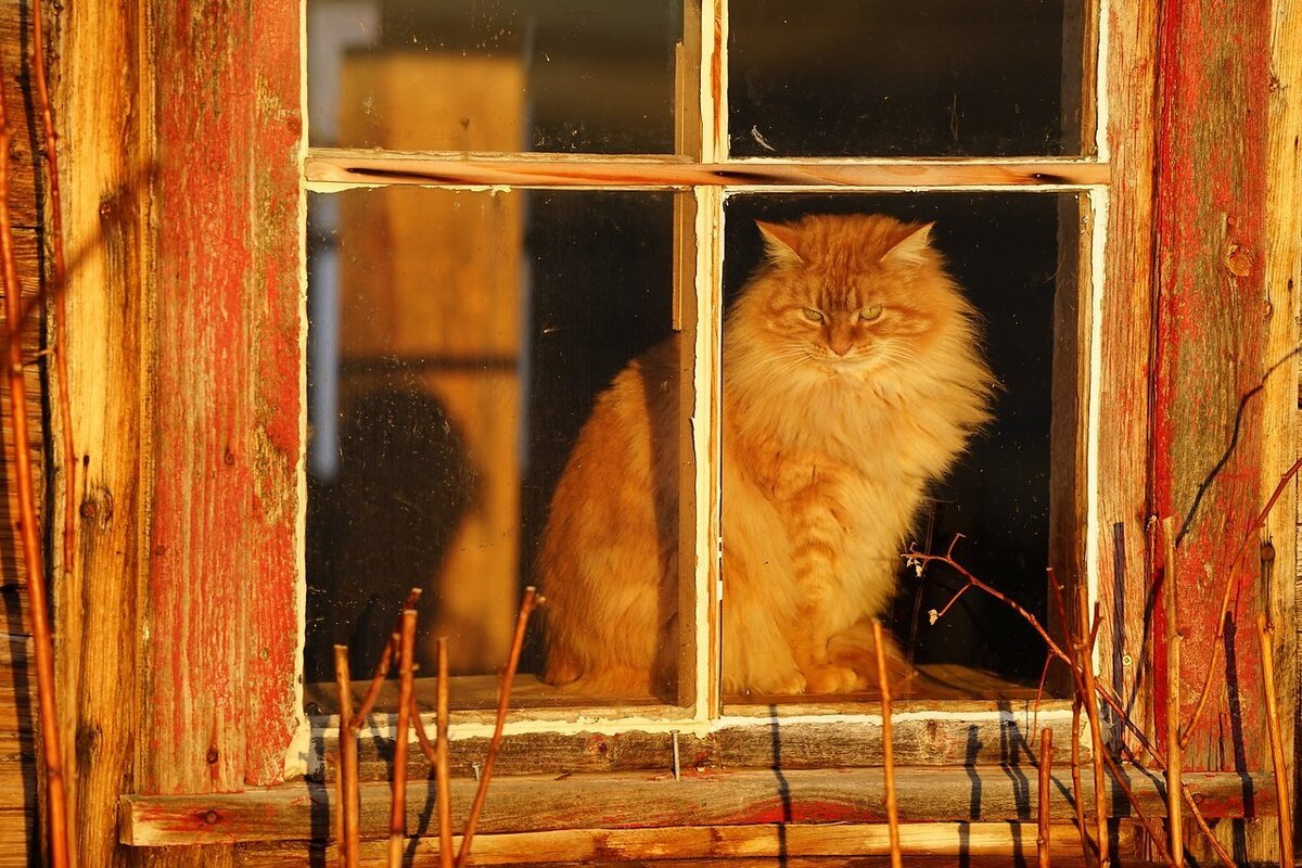 Рыжий кот спал на крыльце. Кошки на окошке. Рыжий кот на окне. Рыжая кошка на окне. Рыжий кот на деревенском окне.