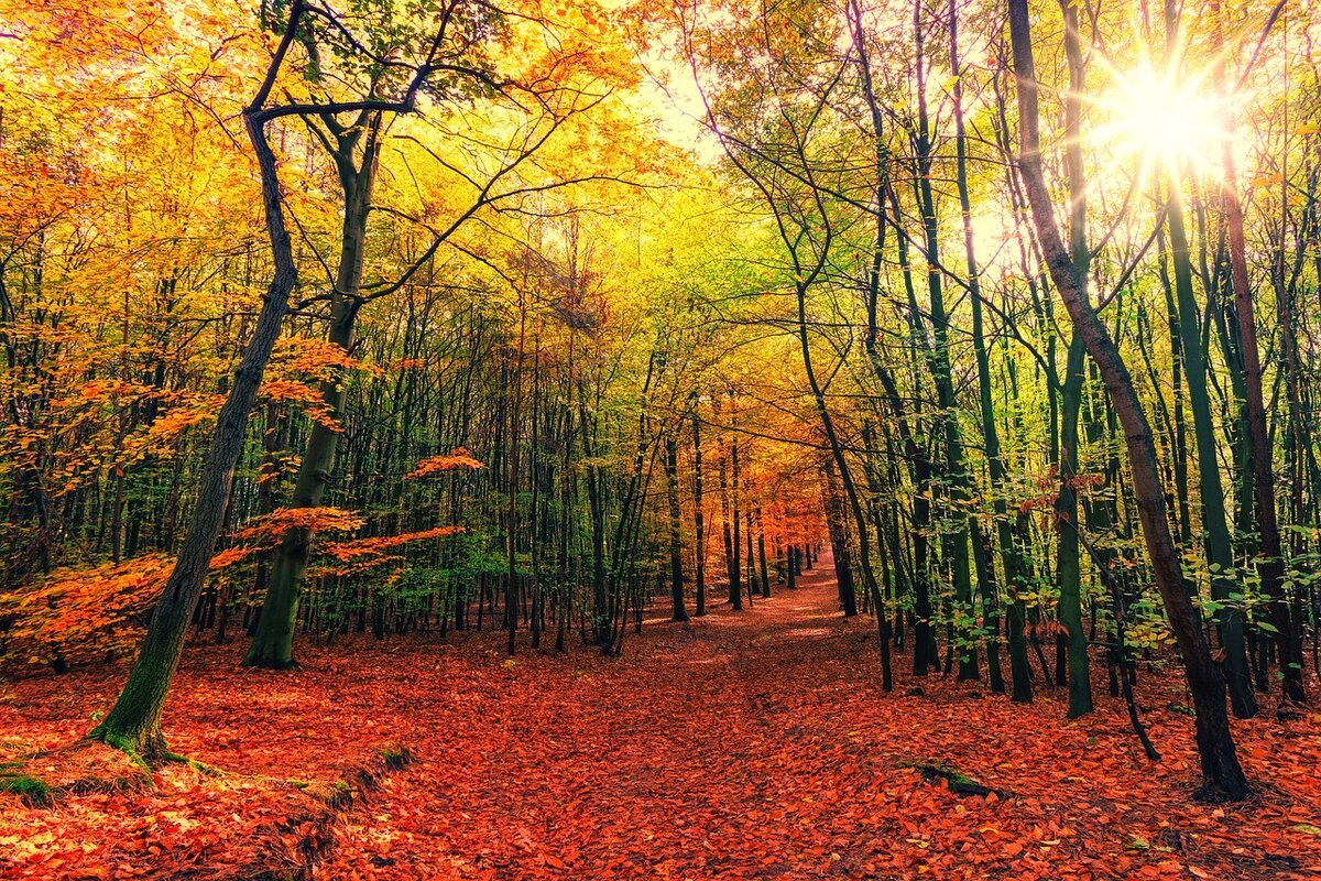 Фото с источника  pixabay.com