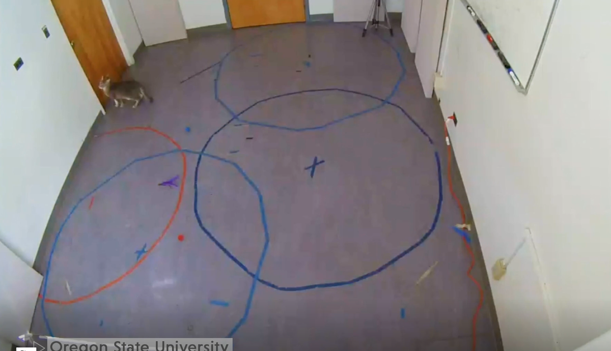 Источник: https://gizmodo.com/cats-really-do-bond-with-their-humans-study-finds-1838297248.