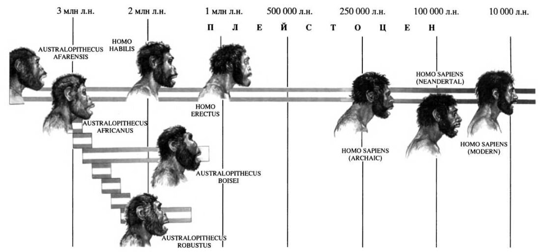 эволюция человека