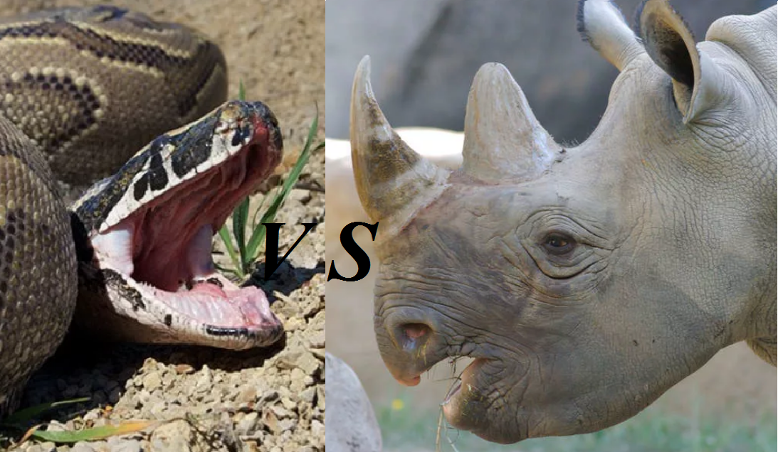 картинки yandex.ru/images