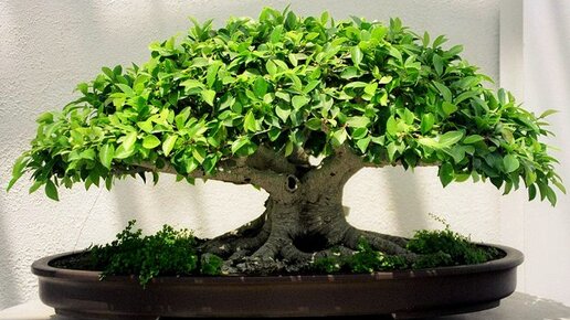 BONSAI - правила ухода от Хитсад.