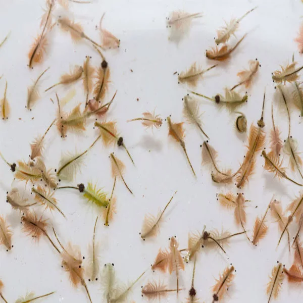 рачок артемия салина. Artemia salina планктон. жаброногие рачки артемия салина. артемия салина цисты. яйца цисты артемии.